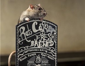 Setelah Kafe Kucing, Kini Ada Kafe Tikus!