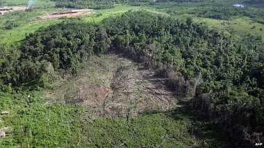 Kerusakan Hutan Amazon Meningkat Tajam