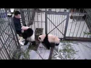 Tingkah Lucu Panda Dekap Kaki Pawang