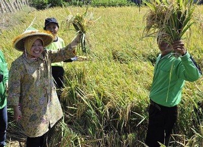 Wali Kota Risma Panen Raya Padi di Semolowaru Bahari