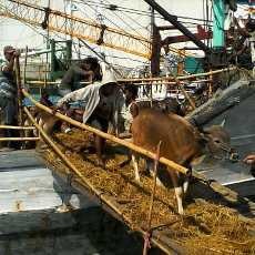 KLM Nusantara Akhirnya Bisa Bongkar Muat Sapi-sapinya
