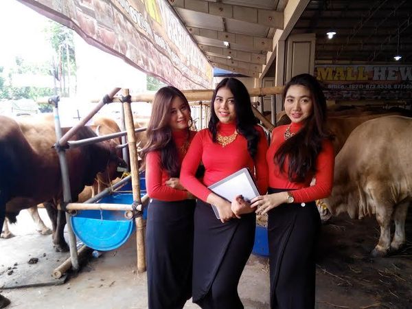 SPG Cantik Jual Sapi Qurban, Biasa dengan Bau Kotoran Sapi 