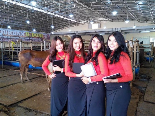 Gaya SPG Cantik Jualan Sapi Qurban di Depok