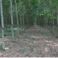 BUMN Ini Cari Mandor Hutan Lulusan SMA, Minat?