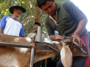 Ada Salon Khusus Kambing di Banyumas, Bisa Dongkrak Harga Jual untuk Kurban
