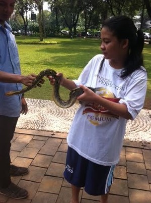 Serunya Mengajak Ular Sanca Peliharaan Main di Taman Suropati