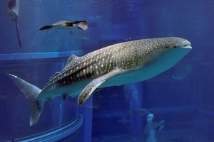 Akuarium Terbaik di Asia Ada di Osaka, Jepang