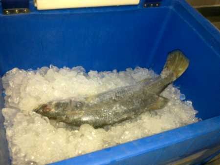 Ini Wilayah-wilayah yang Rawan Pencurian Ikan di Indonesia