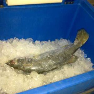 Ini Wilayah-wilayah yang Rawan Pencurian Ikan di Indonesia
