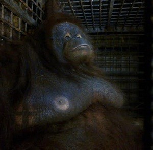 Orangutan Malang ini Dievakuasi Dari Kandang Reyot di Jepara