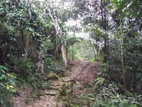Jalan setapak menuju curug Jalan setapak menuju curug