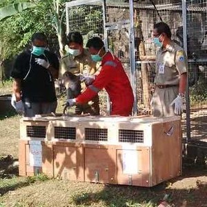 13 Eks Sarimin Terpaksa Disuntik Mati