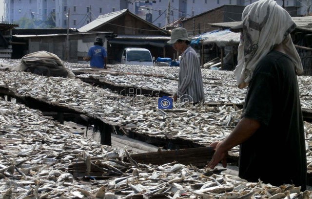 Indonesia Rutin Impor Ikan Asin, dari Jepang Hingga Inggris