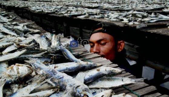 Indonesia Rutin Impor Ikan Asin, dari Jepang Hingga Inggris