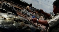 Indonesia Rutin Impor Ikan Asin, dari Jepang Hingga Inggris