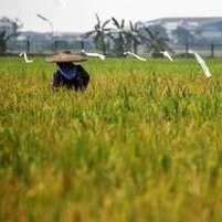 Kasus Korupsi BLBU Kementan, Mengapa PT HNW Dihukum Ganti Rugi Rp 69 Miliar?