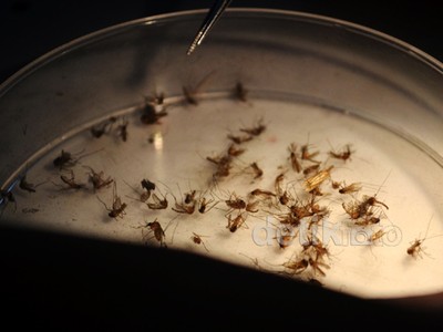 Melihat Insektarium Nyamuk Berwolbachia di EDP UGM