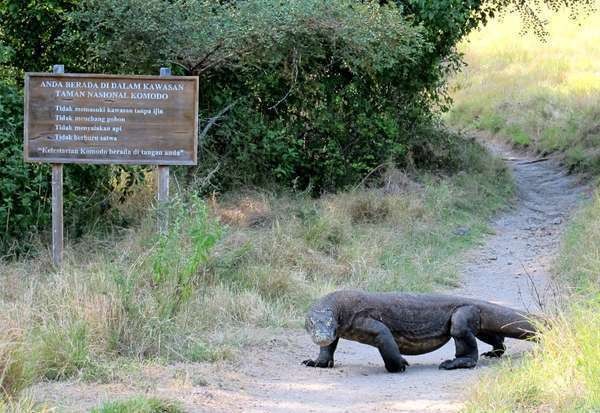 Pengunjung TN Komodo Bertambah, Waspada Dampak Lingkungan