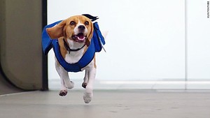 Guk Guk! Anjing Ini Kembalikan Barang Ketinggalan di Pesawat