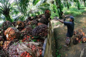 Di KTT PBB 3 Perusahaan Raksasa Kelapa Sawit Sepakat Hentikan Penggundulan Hutan