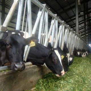 Monopoli Impor Sapi Dari Australia Bakal Berakhir