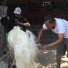 Mengintip Salon Kambing di Mojokerto