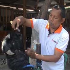 Mahalnya Biaya Salon Kambing