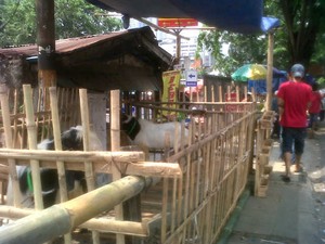 Meski Dilarang, Pedagang Hewan Kurban Tetap Jualan di Trotoar Tanah Abang