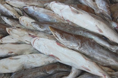 Ikan Manyung dan Ikan Layang, Jenis Ikan Laut Populer untuk Ikan Asin (1)