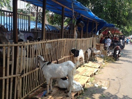 Jelang Idul Adha, Masih Ada Penjual Kambing Tak Layak Kurban di Semarang