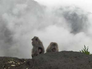 Tingkah Menggemaskan Monyet-monyet di Gunung Rinjani