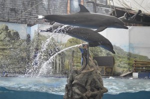 Tak Cuma di Bogor, Taman Safari yang Keren Juga Ada di Prigen
