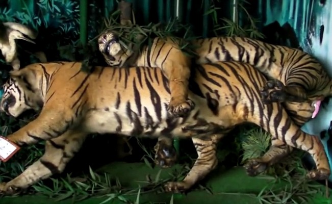 Sst.. Ada Museum Seks yang Terbengkalai di Jepang