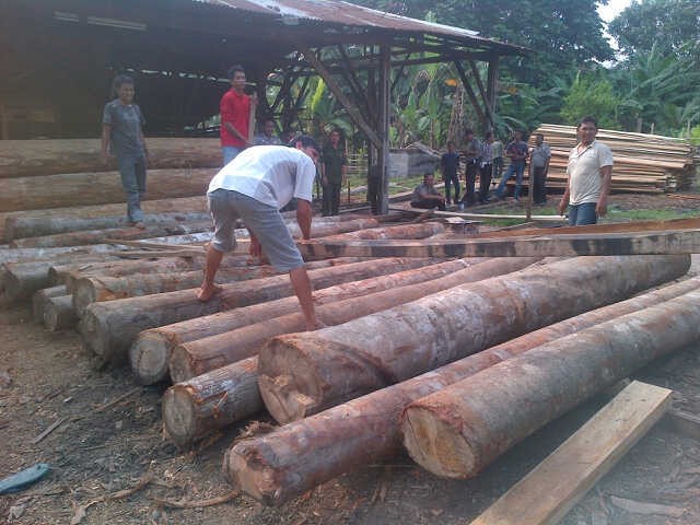 Dishut Kampar Amankan 249 Batang Kayu Ilegal