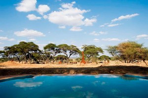 Ini Baru Keren, Kolam Renang di Tengah Savana Afrika