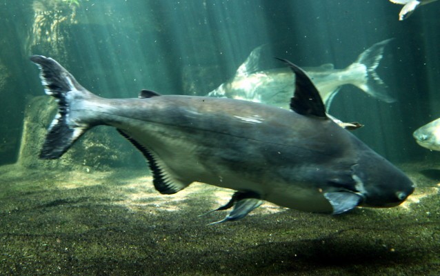 5 Jenis Ikan Air Tawar Ini Juga Populer Sebagai Ikan Asin