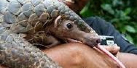 Rayakan Hari Hewan Sedunia Singapura Umumkan Kelahiran