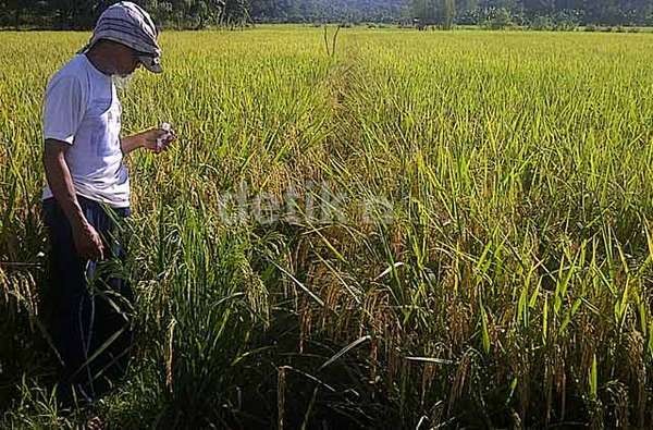 Aneh! Harga Pangan Tinggi Kok Dibilang Berhasil