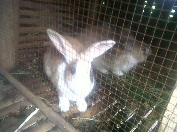 Dahlan Minta BUMN Bantu Penjual Air Kencing Kelinci