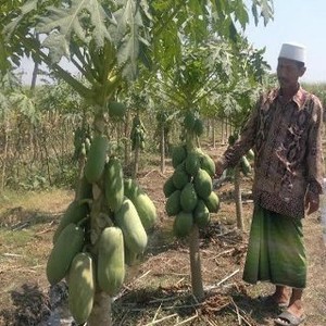 Bisnis Pepaya California, Korban Lapindo Ini Bisa Kuliahi 8 Anaknya