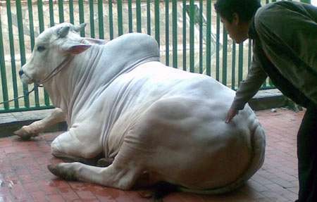 Cegah Ricuh, Masjid Istiqlal Antarkan Langsung Daging Kurban ke Penerima