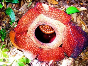 Ini Penampakan Bunga Raflesia Arnoldi Ketika Mekar di Bengkulu