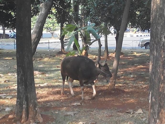 MPR, DPR, serta DPD Kurban 6 Sapi dan 2 Kambing
