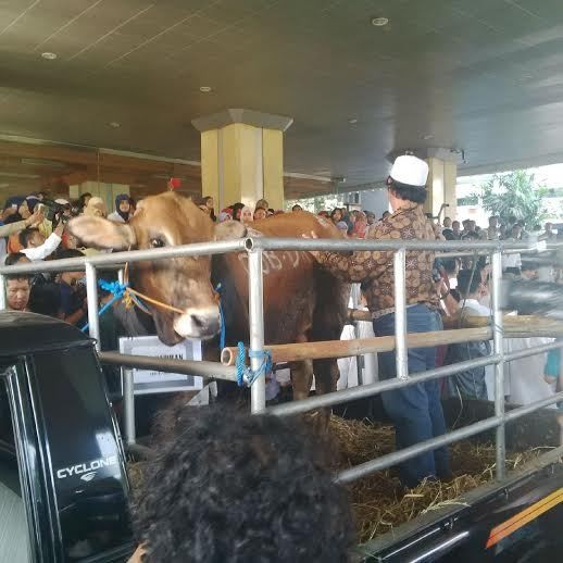 Jokowi Kurbankan 20 Sapi dan 44 Kambing