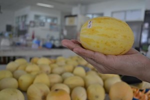 Unik! Ada Melon Granat dari UGM yang Baik untuk Mata dan Antikanker