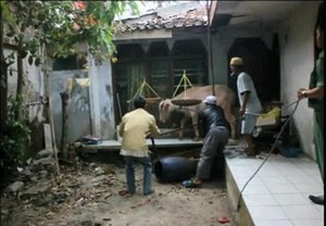Kerbau Ini Ngamuk dan Seruduk Bocah Saat akan Dijual