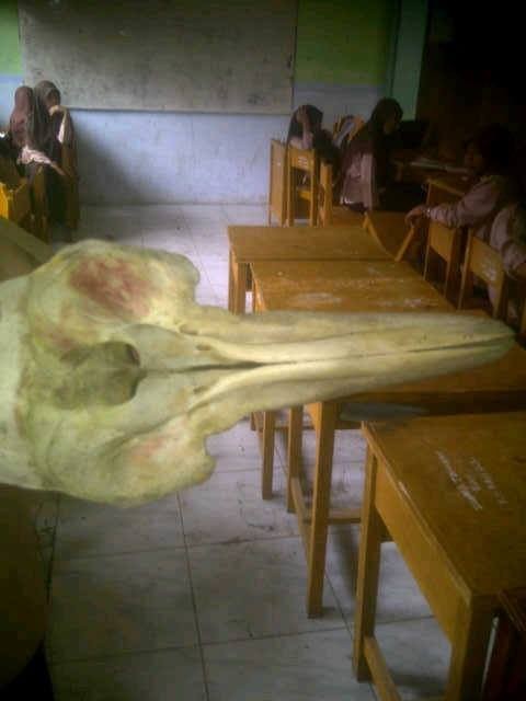Kerangka Mirip Kepala Burung Raksasa Ditemukan di Langsa