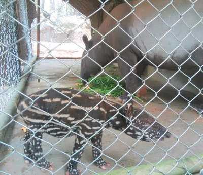 Pasangan Tapir Herlina dan Billy Lahirkan Anak di Taman Safari II Prigen