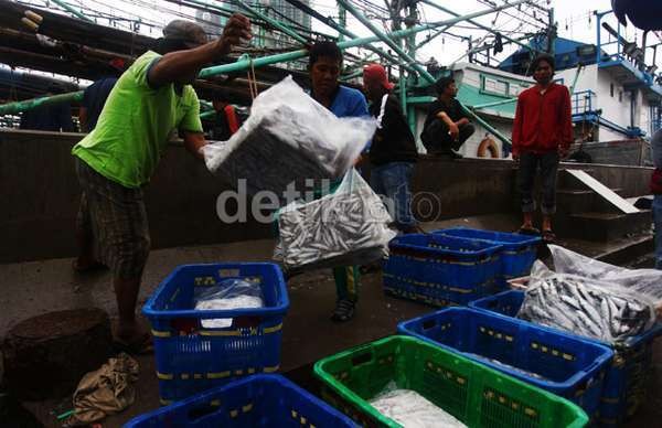 Jadi Anak Tiri, Sektor Perikanan Cuma Dapat Jatah 1% Kredit Bank