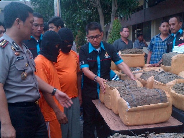 Upaya Kelabui Petugas, 225 Kg Ganja Disembunyikan dalam Tumpukan Pisang